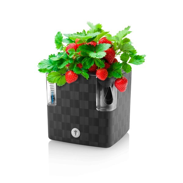 Plastmasas puķu pods garšaugiem/pašlaistošs Cobble – Flower Lover-image-2