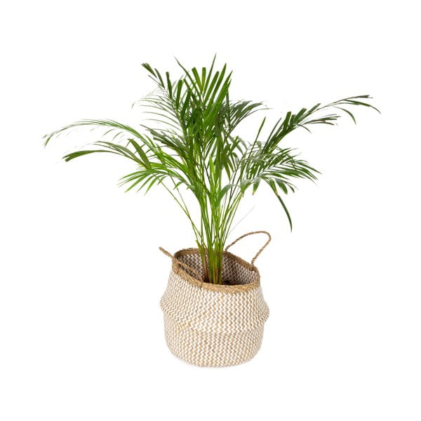 Gaišs uzglabāšanas grozs no jūraszālēm Compactor Zic Zac, ⌀ 35 cm-image-4