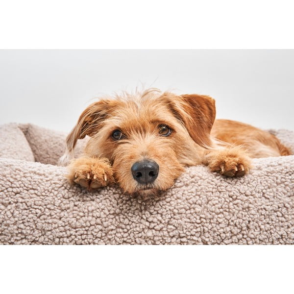 Bēša buklē mājdzīvnieku gulta suņiem 71x91 cm Senso Greige M – MiaCara-image-1