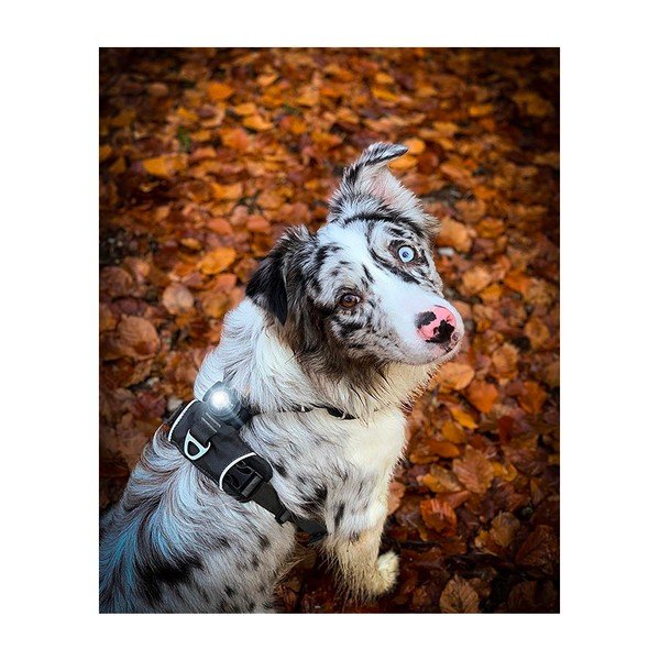 LED apkakles gaisma Dark - Orbiloc-image-3