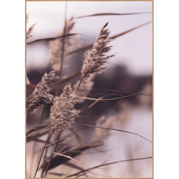 Plakāts ar rāmi 50x70 cm Mellow Grasses 3 – Malerifabrikken