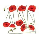 Sienas uzlīmju komplekts Ambiance Vermeil Poppies, 60 x 70 cm