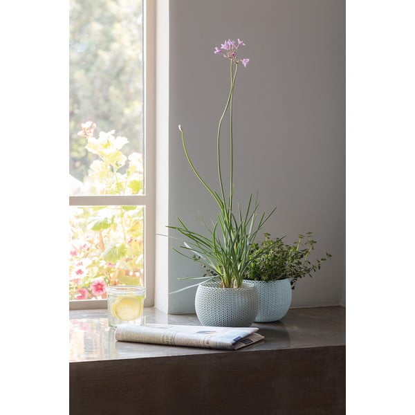 Plastmasas puķu podi (3 gab.) ø 15 cm Cozy – Keter-image-3