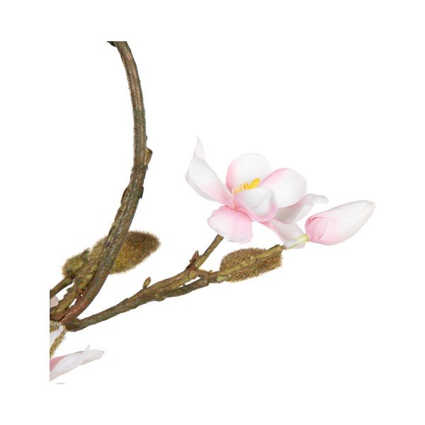 Vainags Magnolia – Ixia-image-3