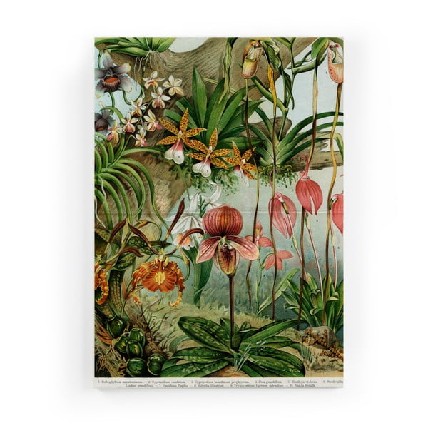 Attēls uz audekla Surdic Jungle Flowers, 50 x 70 cm