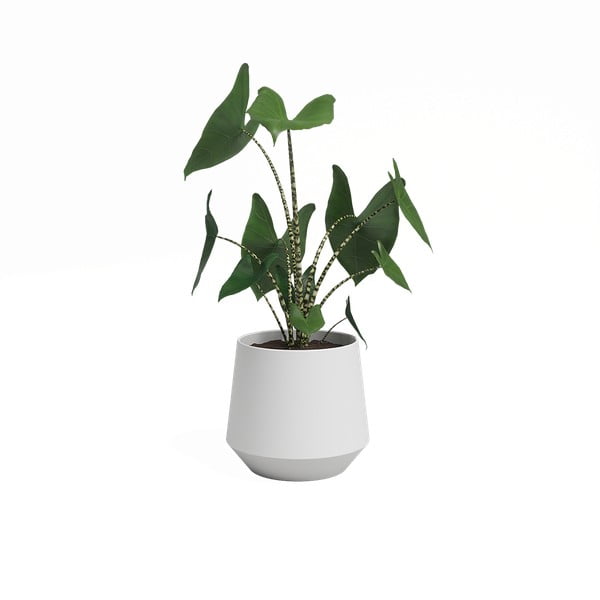 Keramikas puķu pods ø 17 cm Aurora – Artevasi-image-3