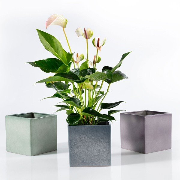 Zaļš keramikas puķu pods Big Pots Latina, 15 x 15 cm-image-2