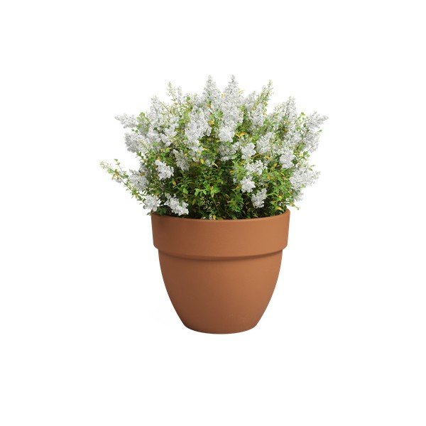 Terakotas puķu pods ø 40 cm Amalia Campana – Artevasi-image-2