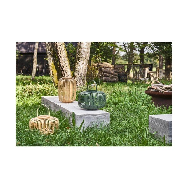 Bambusa laterna (augstums 25 cm) Alia – Villa Collection-image-2