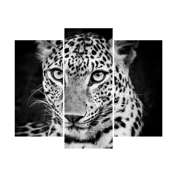 Ambiance Leopards uzlīme-image-2