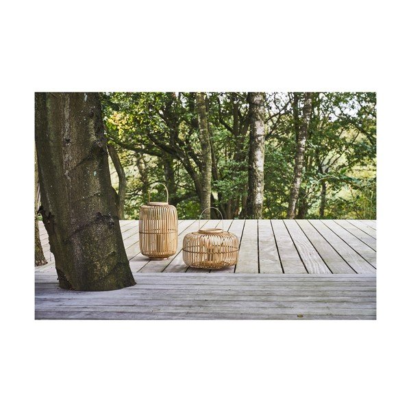 Bambusa laterna (augstums 25 cm) Alia – Villa Collection-image-1