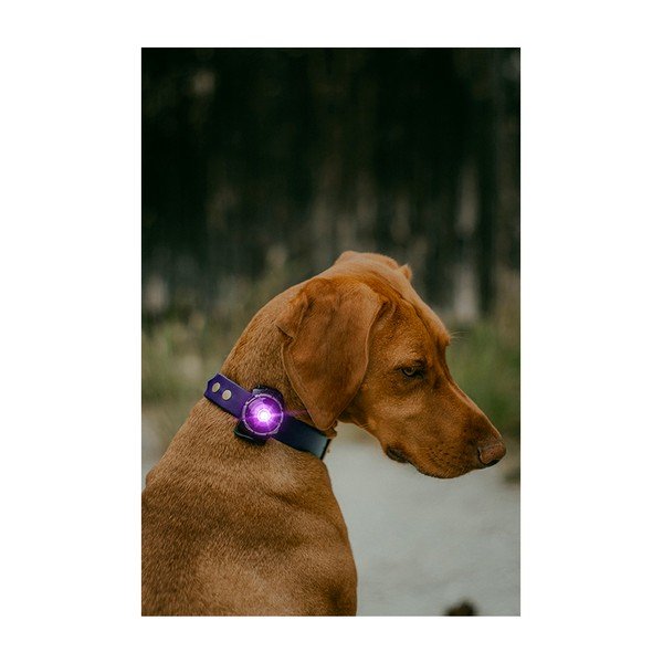LED apkakles gaisma Purple - Orbiloc-image-4