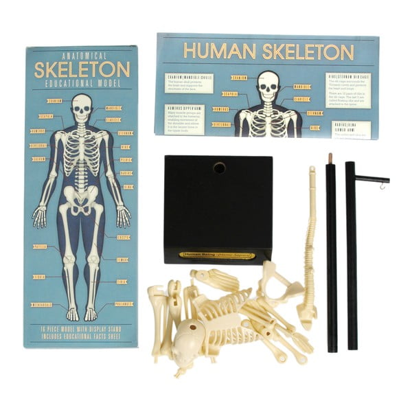 Skeleta modelis Rex London Anatomical-image-4