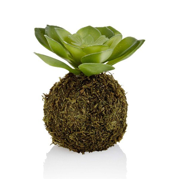 Mākslīgā kokedama ar sulīgu The Mia Suca