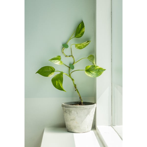 Augu balsts (10 gab.) no pārstrādātas plastmasas (augstums 3 cm) – Esschert Design-image-1