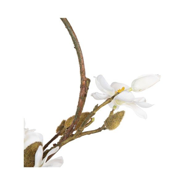 Vainags Magnolia – Ixia-image-1