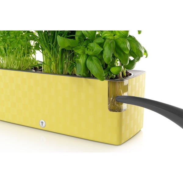 Bazilika zaļš pašapūdeņojošs puķu pods Flower Lover Cobble Trio, 40 x 14 cm-image-1