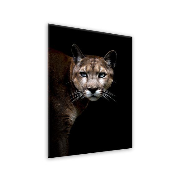 Image Styler Glas Animals Puma, 70 x 100 cm-image-1
