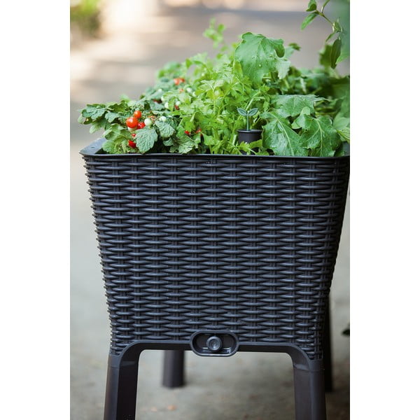 Puķu kaste Easy Grow – Keter-image-2