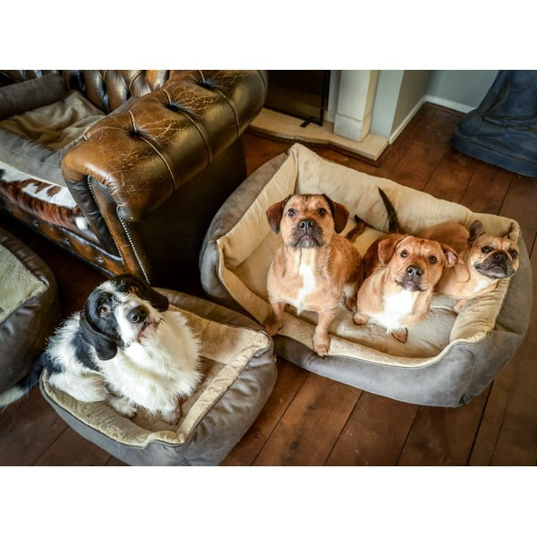 Gaiši brūna mājdzīvnieku gulta suņiem 50x65 cm – Madison-image-1