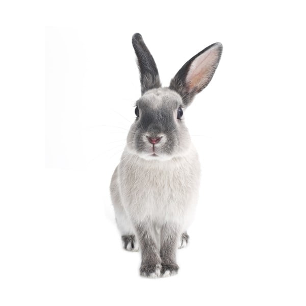 Sienas uzlīme Dekornik Rabbit Harry, 53 x 115 cm