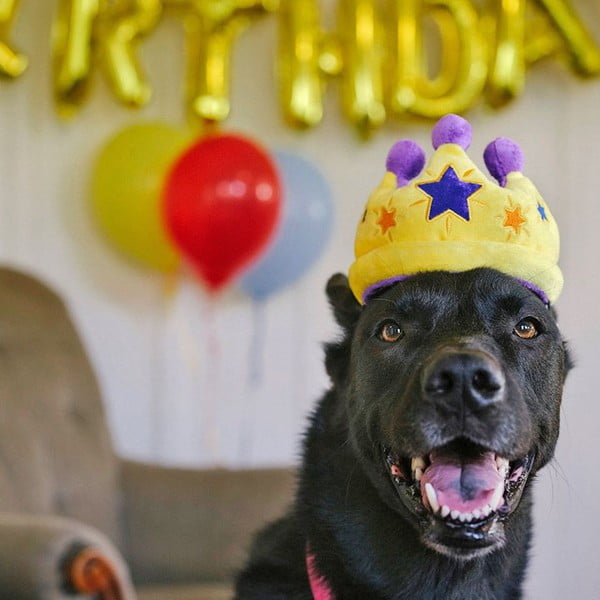 Rotaļlieta sunim Royal Crown - P.L.A.Y.-image-1