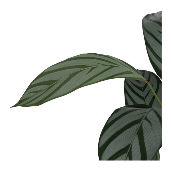 Mākslīgais augs (augstums 150 cm) Calathea – Ixia-image-3