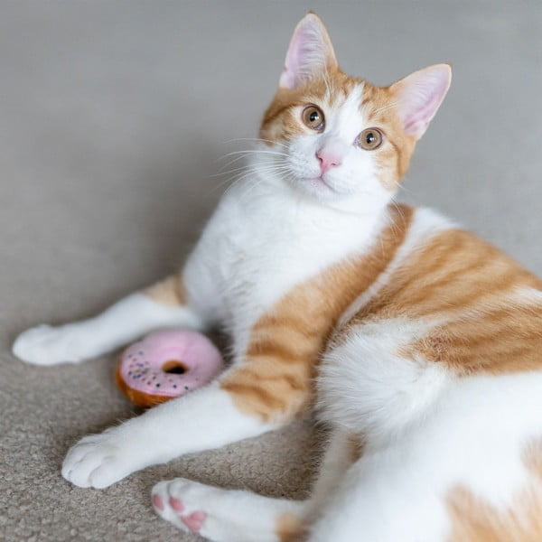 Kaķu rotaļlietas 3 komplektos Donuts - P.L.A.Y.-image-2