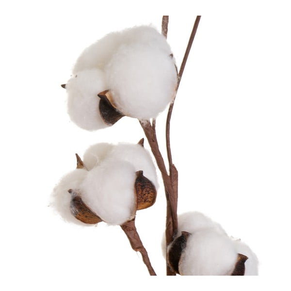 Kaltēts augs (augstums 55 cm) Cotton – Casa Selección-image-1