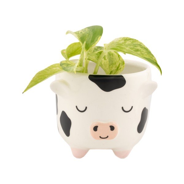 Keramikas puķu poda apvalks ø 7,5 cm Cow – Sass & Belle-image-1