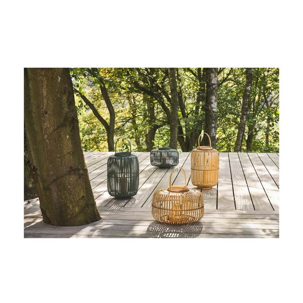 Bambusa laterna (augstums 40 cm) Alia – Villa Collection-image-1