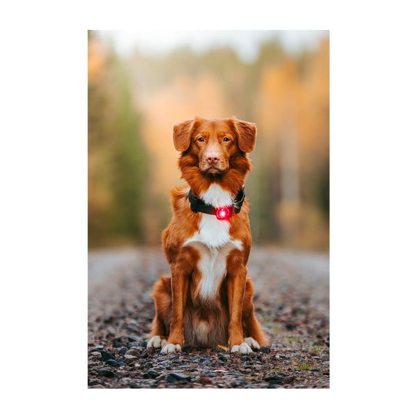 LED apkakles gaisma Red - Orbiloc-image-3