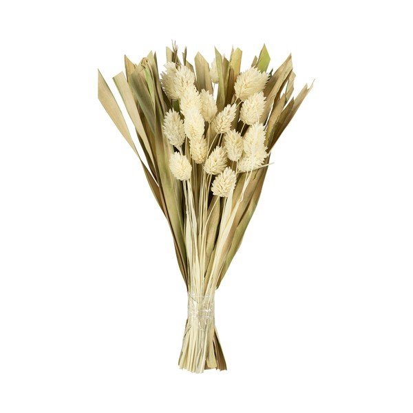Kaltēts zieds Phalaris – Sema