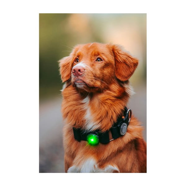 LED apkakles gaisma Green - Orbiloc-image-4