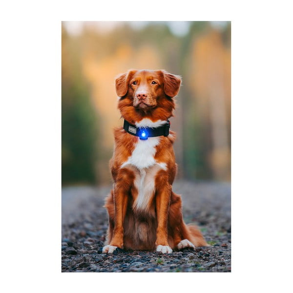 LED apkakles gaisma Blue - Orbiloc-image-4