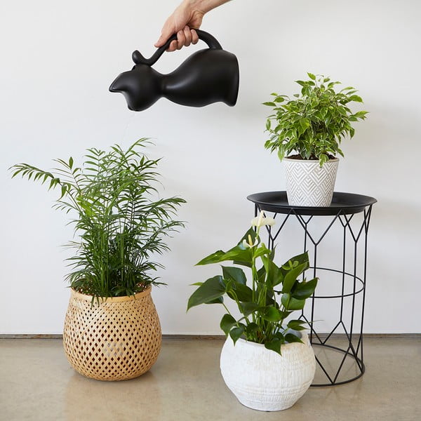 Plastmasas lejkanna 2 l Meow – Balvi-image-2