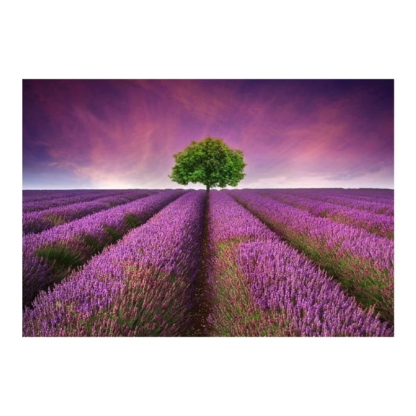 Vinila paliktnis Lavender Field, 52 x 75 cm