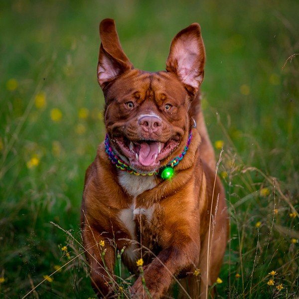 LED apkakles gaisma Green - Orbiloc-image-1