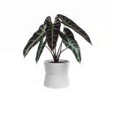 Keramikas puķu pods ø 20 cm Diana – Artevasi