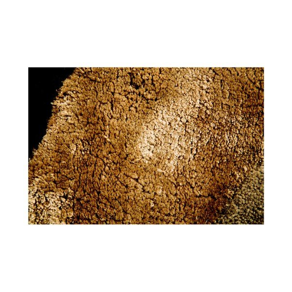 Paklāji Flair paklāji Botanical Saria, 150 x 240 cm-image-4