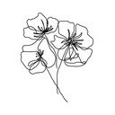 Plakāts 29x41 cm Black Poppy – Veronika Boulová