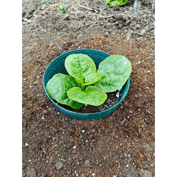 Irigācijas gredzens – Garden Pleasure-image-1