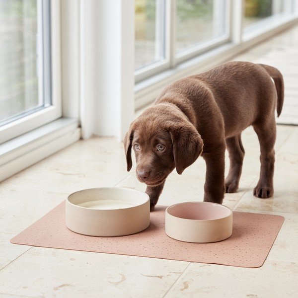 Keramikas mājdzīvnieku bļodiņa suņiem ø 13 cm Sia – OYOY Living Design-image-1