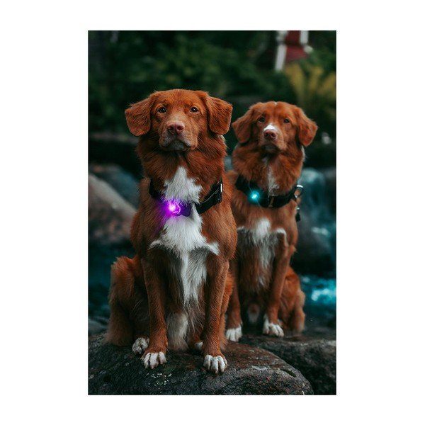 LED apkakles gaisma Purple - Orbiloc-image-3
