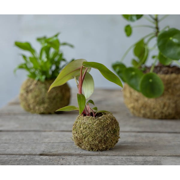 Puķu pods ø 9 cm Kokedama – Esschert Design-image-2