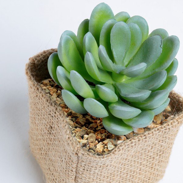 Mākslīgais sukulents Kave Home Pachyphytum-image-1