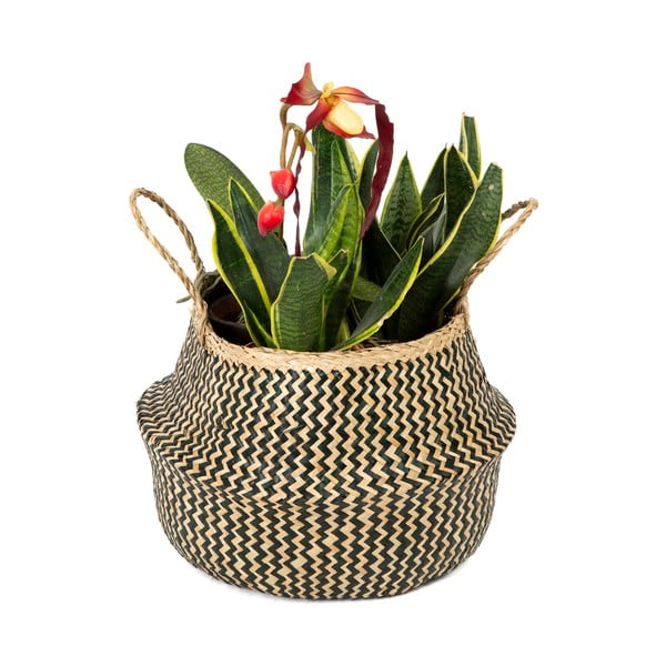 Uzglabāšanas grozs no jūraszalēm Compactor Zic Zac, ⌀ 35 cm-image-1