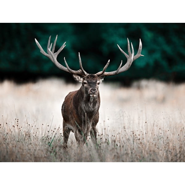 Glezna 85x113 cm Deer – Styler