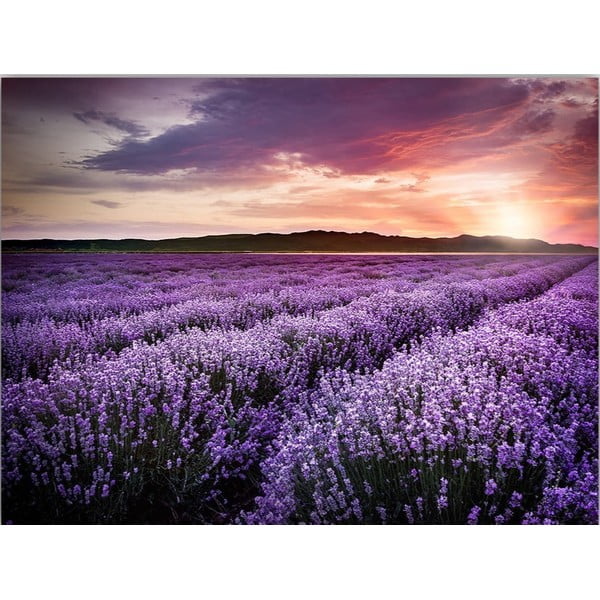 Glezna 100x70 cm Lavender Field – Wallity