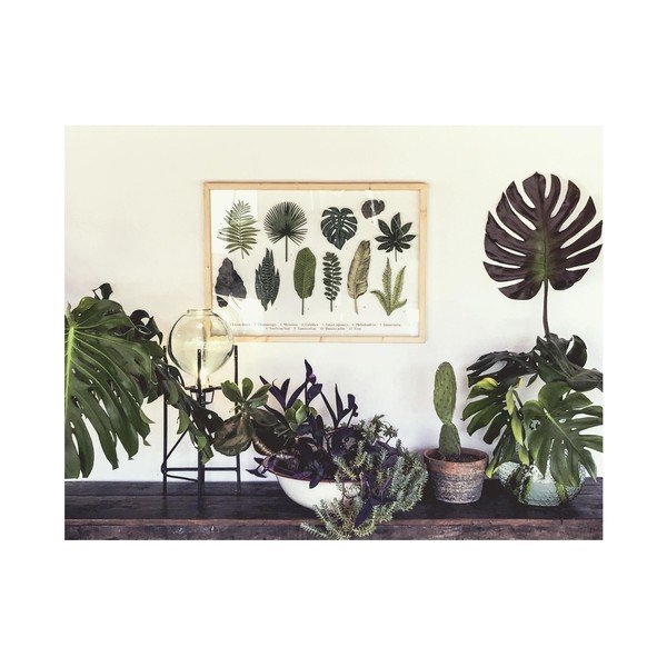 Attēls ar priedes koka rāmi Surdic Leafes Guide, 50 x 70 cm-image-1